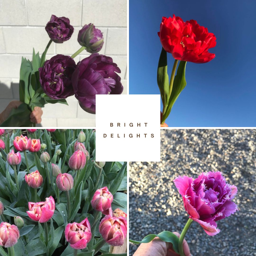 Mothers Day Tulip Collection 'Bright Delights'. Bag of 40 bulbs