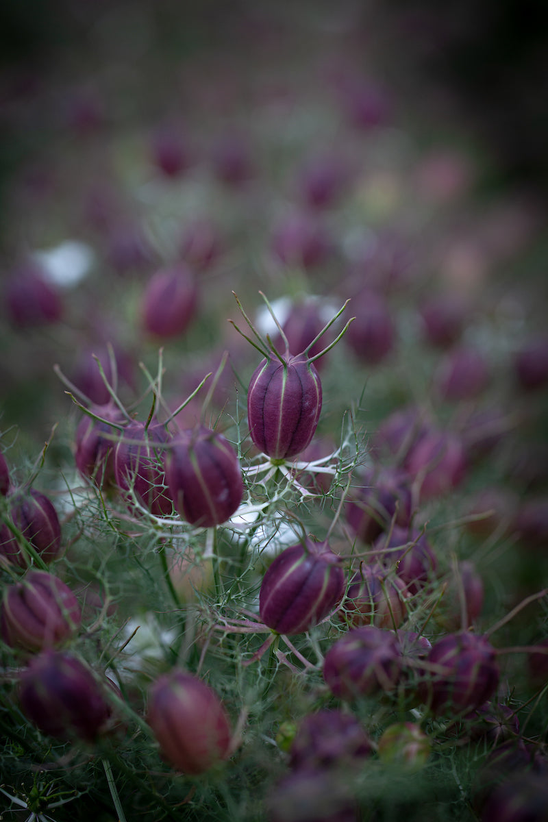 Pick 'n Mix - Late Winter Planted Hardy Annuals - COMING LATE AUGUST