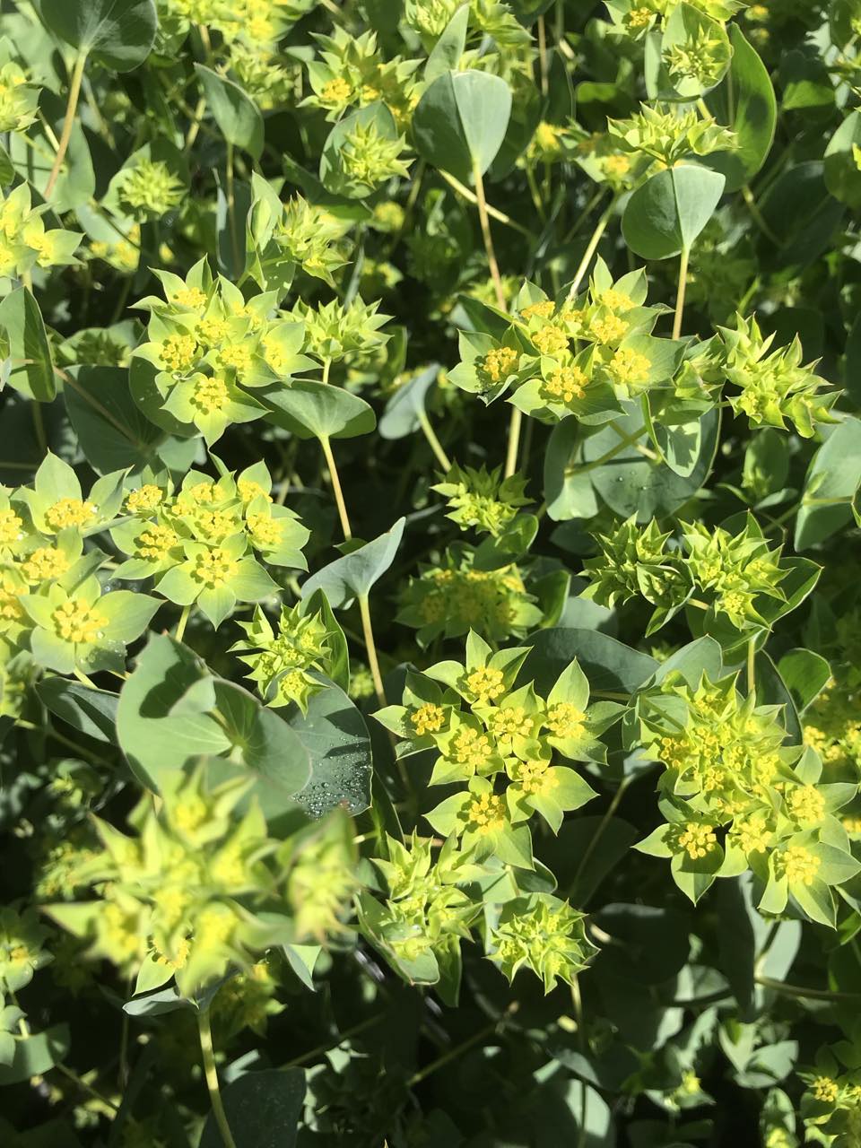NZ: Bupleurum (Easy)