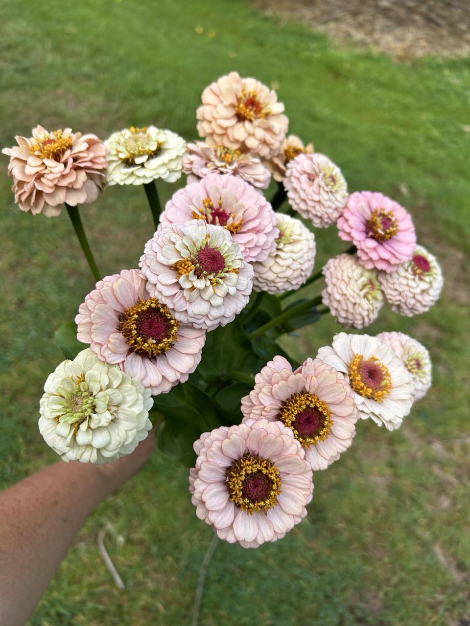 Pick 'n Mix - Early Summer Planted Tender Annuals - Dispatching from 8th Dec with FREE Nationwide Shipping (excludes Rural) when you purchase 4 or more punnets