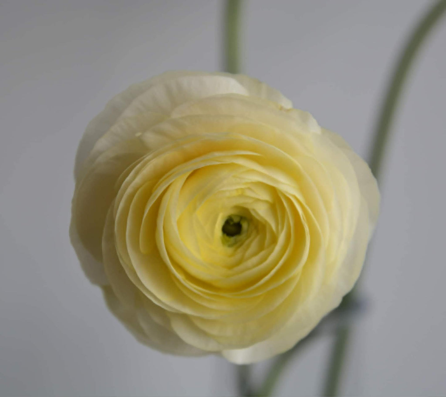 LOCALS SPECIAL - PICK UP ONLY - Ranunculus Amandine Yellow Pastel
