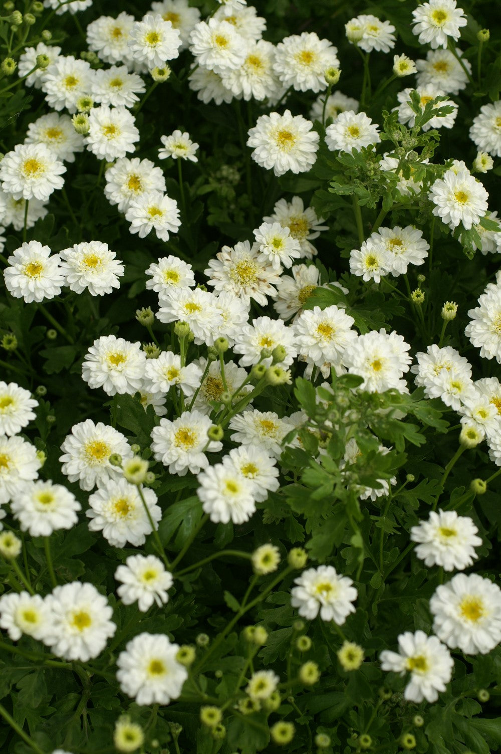 Pick 'n Mix - Late Winter Planted Hardy Annuals - COMING LATE AUGUST