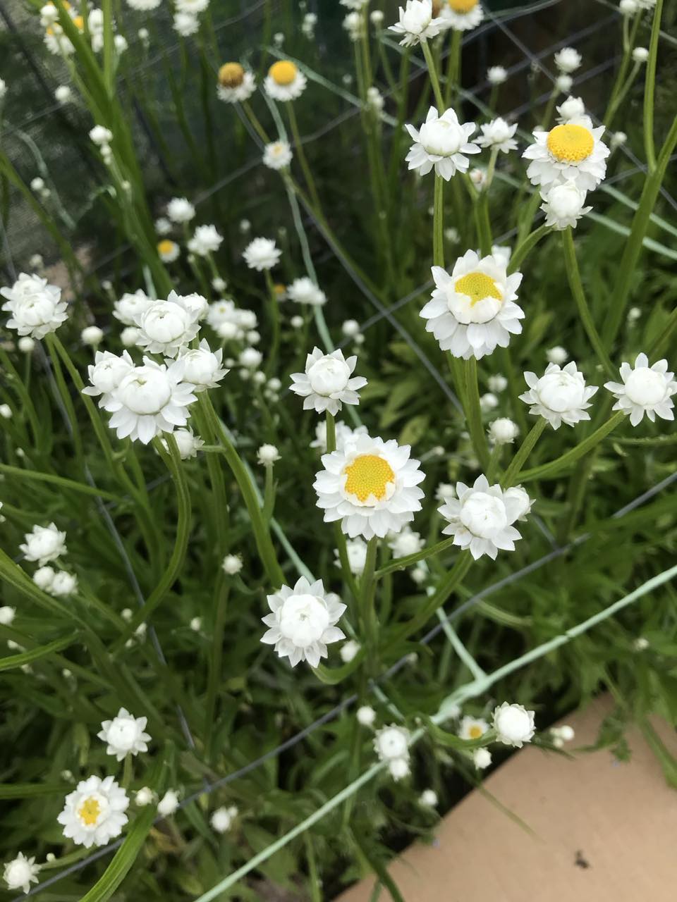 Ammobium