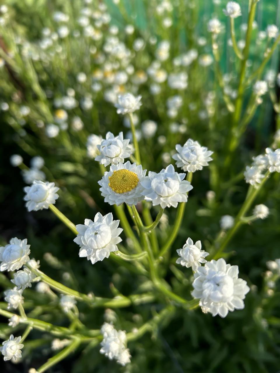LOCALS: Ammobium (Easy)