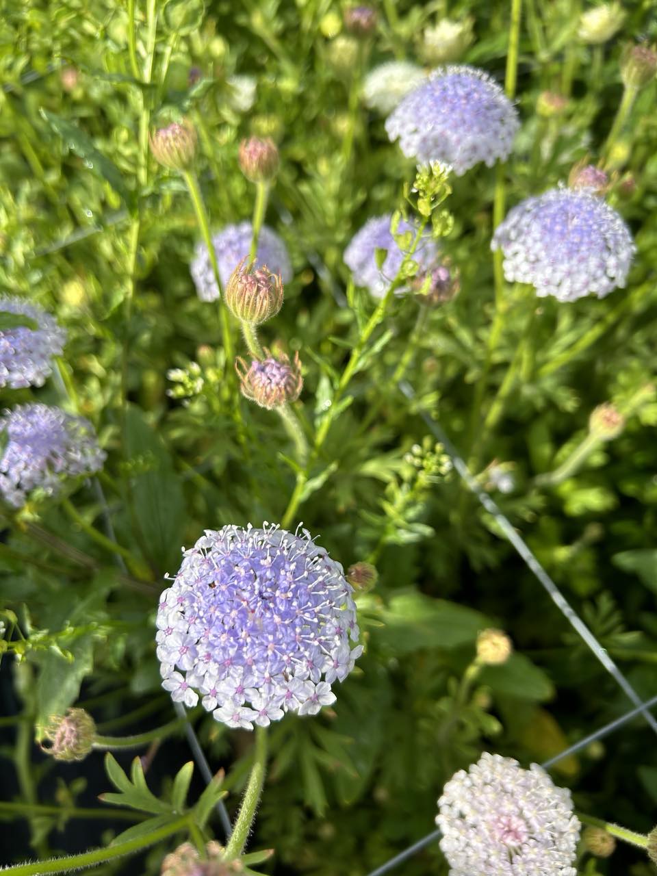 LOCALS: Didiscus Lacy Mix (Easy)
