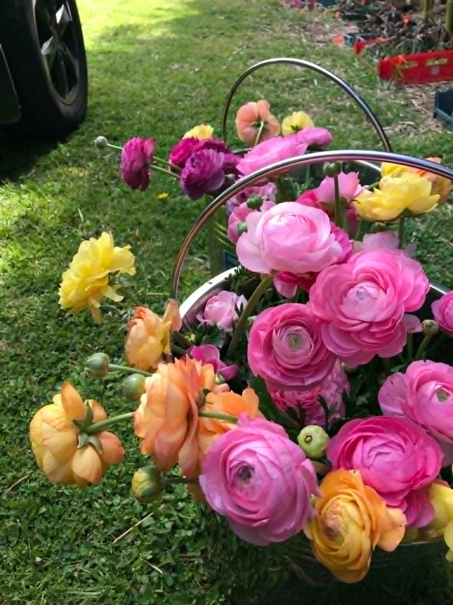 LOCALS SPECIAL - PICK UP ONLY - Ranunculus Amandine Marshmallow