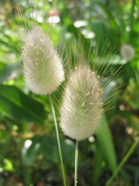LOCALS: Bunny Tails (Easy)