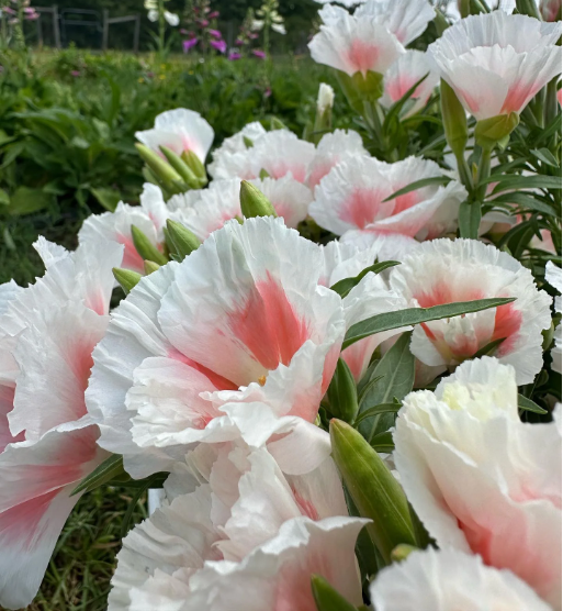 LOCALS: Godetia Grace Pastel Mix (Easy)