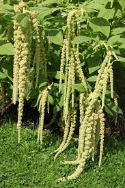 NZ: Amaranthus Green Tails (Easy)