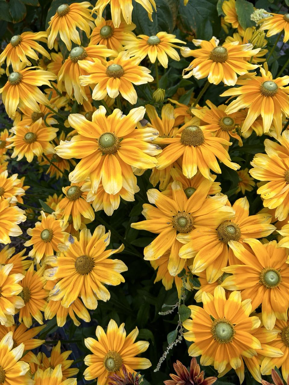 NZ: Rudbeckia Prairie Sun (Easy)