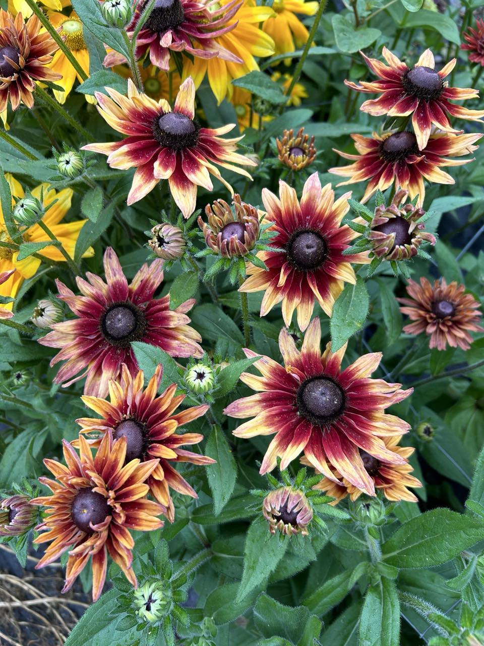 NZ: Rudbeckia Sahara (Easy)