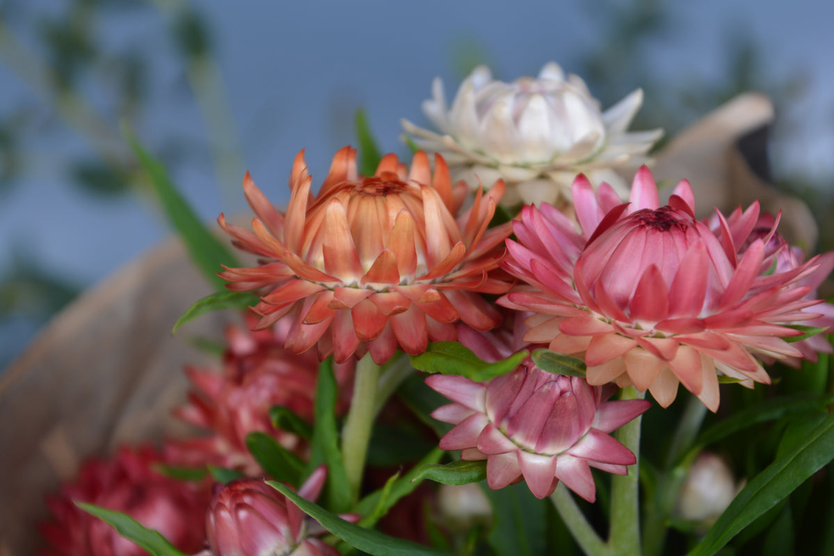 LOCALS: Strawflower Pastel Mix (Easy)