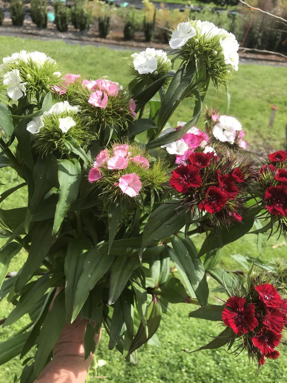 NZ: Dianthus Sweet Pink (Easy)