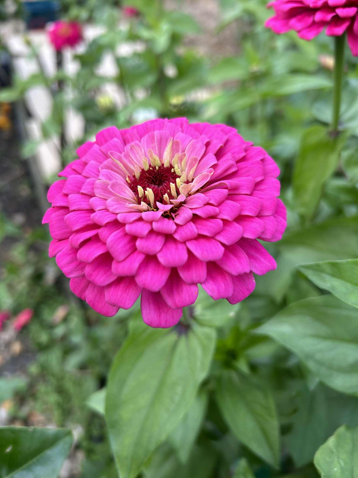 Pick 'n Mix - Early Summer Planted Tender Annuals - Free* Nationwide shipping when you purchase 4 or more punnets