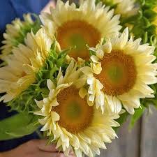 MY PATCH BOX: Late Spring Planted Tender Annuals (limited delivery zone)