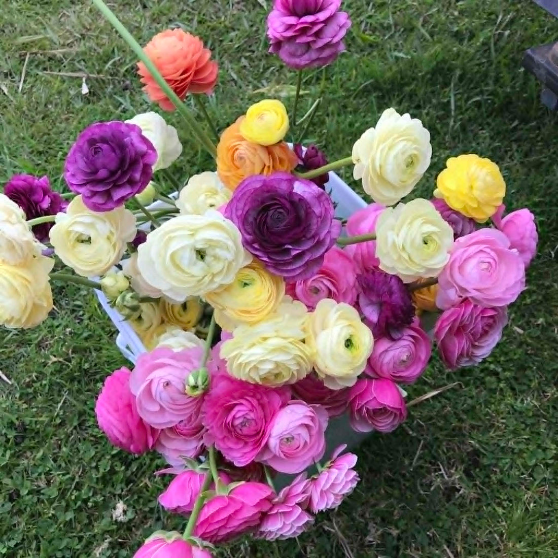 Ranunculus Growing Tips