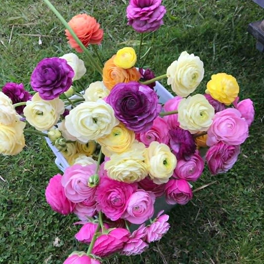 Ranunculus Growing Tips
