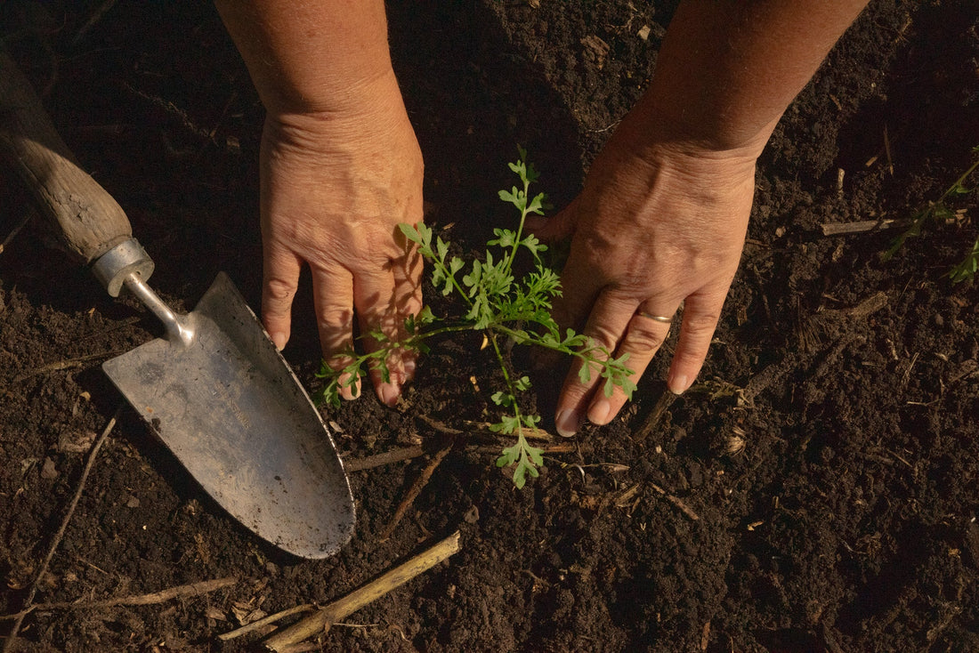 My seedlings have arrived…now what do I do?