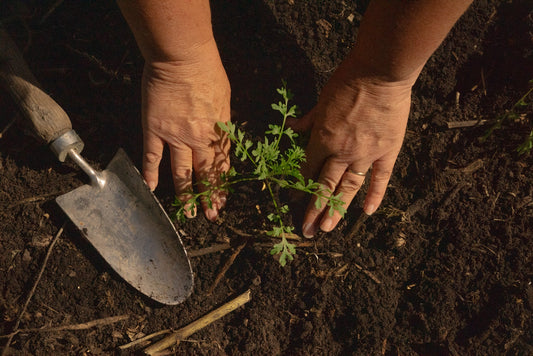 My seedlings have arrived…now what do I do?