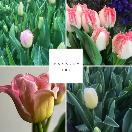 Mothers Day Tulip Collection 'Coconut Ice'. Bag of 40 bulbs