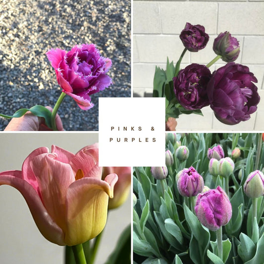 Mothers Day Tulip Collection 'Pinks & Purples'. Bag of 40 bulbs