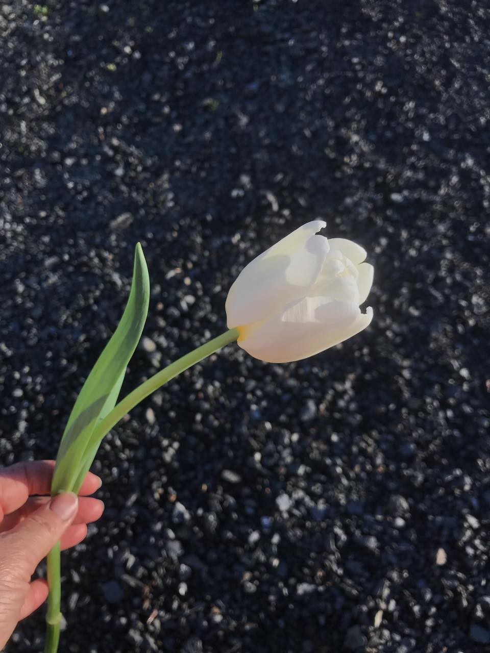 Tulip Antarctica - bag of 20 bulbs