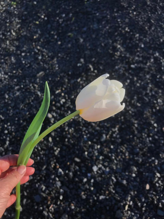 Tulip Antarctica - bag of 20 bulbs