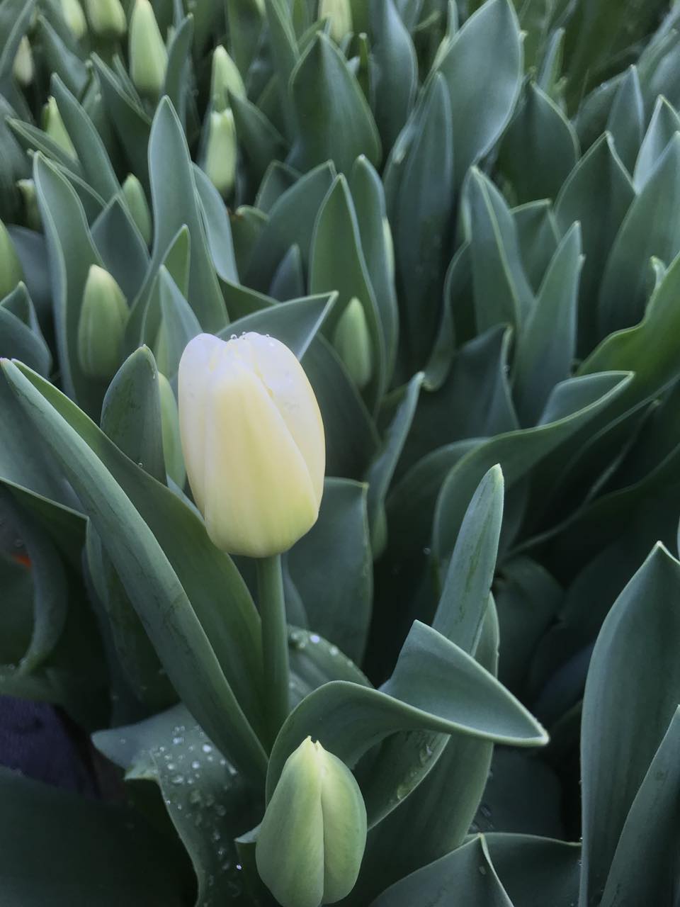 Tulip Antarctica - bag of 20 bulbs