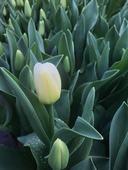 Tulip Antarctica - bag of 20 bulbs