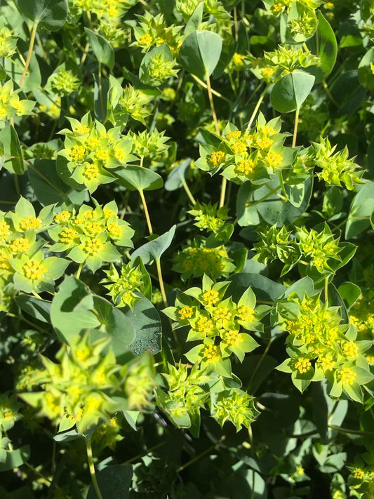 NZ: Bupleurum (Easy)