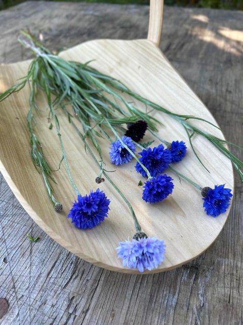 LOCALS: Cornflower Mystic Blue (Easy)
