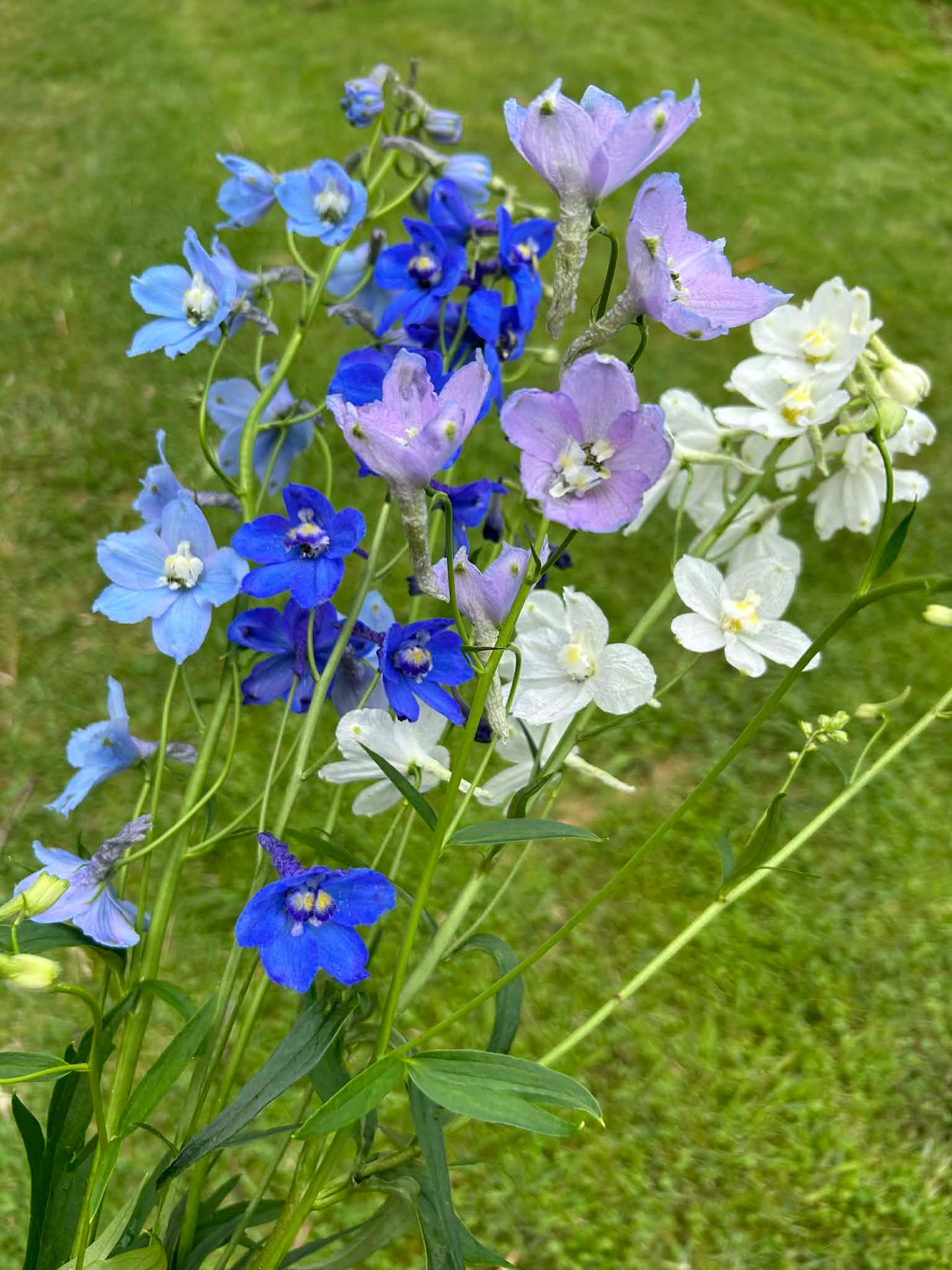 Pick 'n Mix  - Early Winter Planted Hardy Annuals (One last dispatch Tues 12th May - sorry, not available for south island or rural delivery)