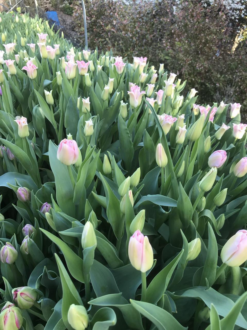 Tulip Crown of  Dynasty - bag of 20 bulbs