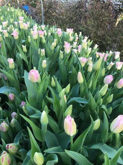 Tulip Crown of  Dynasty - bag of 20 bulbs