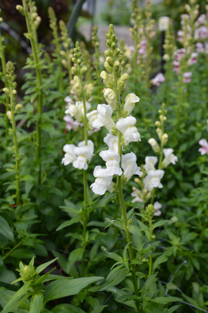 Pick 'n Mix Box (Coming in May - Autumn Planted Hardy Annuals)