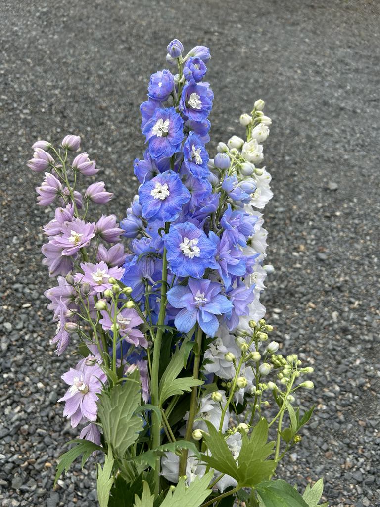 Pick 'n Mix  - Early Winter Planted Hardy Annuals (One last dispatch Tues 12th May - sorry, not available for south island or rural delivery)