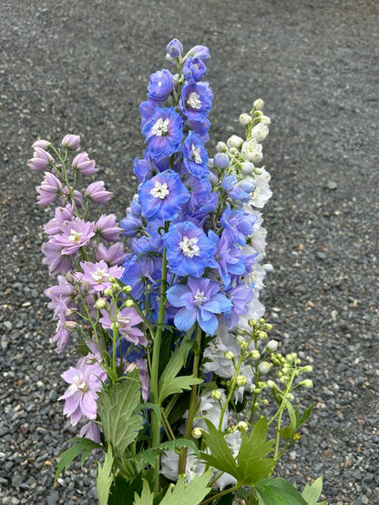 Pick 'n Mix  - Early Winter Planted Hardy Annuals (One last dispatch Tues 12th May - sorry, not available for south island or rural delivery)