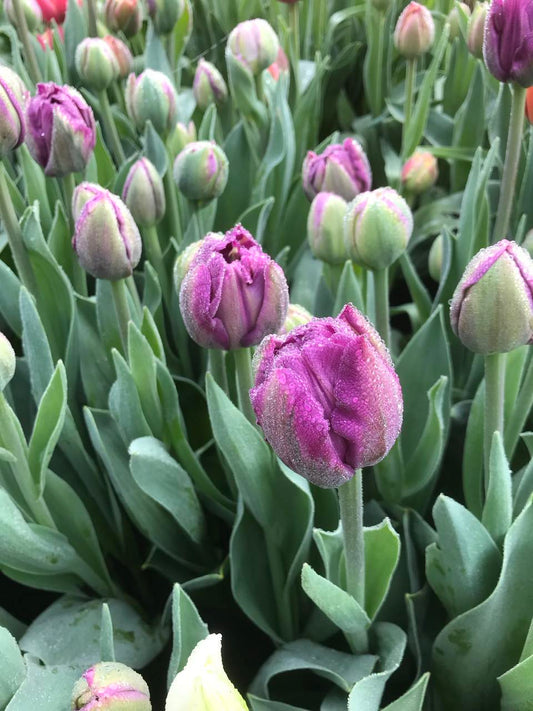 Tulip Double Price - bag of 20 bulbs