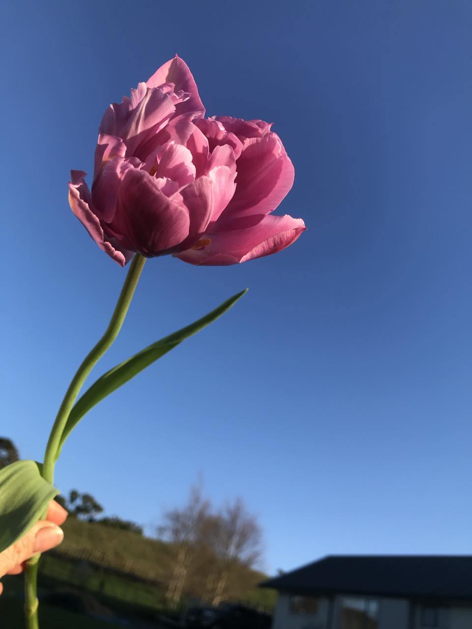 Tulip Double Price - bag of 20 bulbs