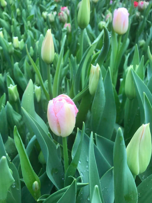 Tulip Dynasty - bag of 20 bulbs