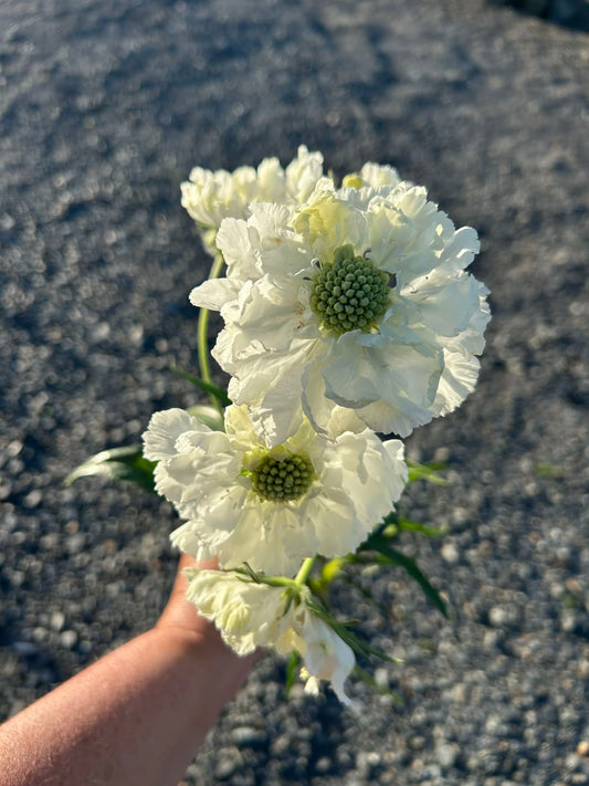 NZ: Scabiosa Fama White (Beginner)
