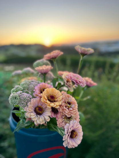 Pick 'n Mix  - Late Spring Planted Tender Annuals - Free* North Island shipping when you purchase 4 or more punnets