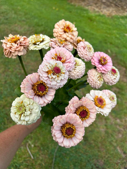 Pick 'n Mix  - Early Summer Planted Tender Annuals - Dispatching from 8th Dec with FREE Nationwide Shipping (excludes Rural) when you purchase 4 or more punnets