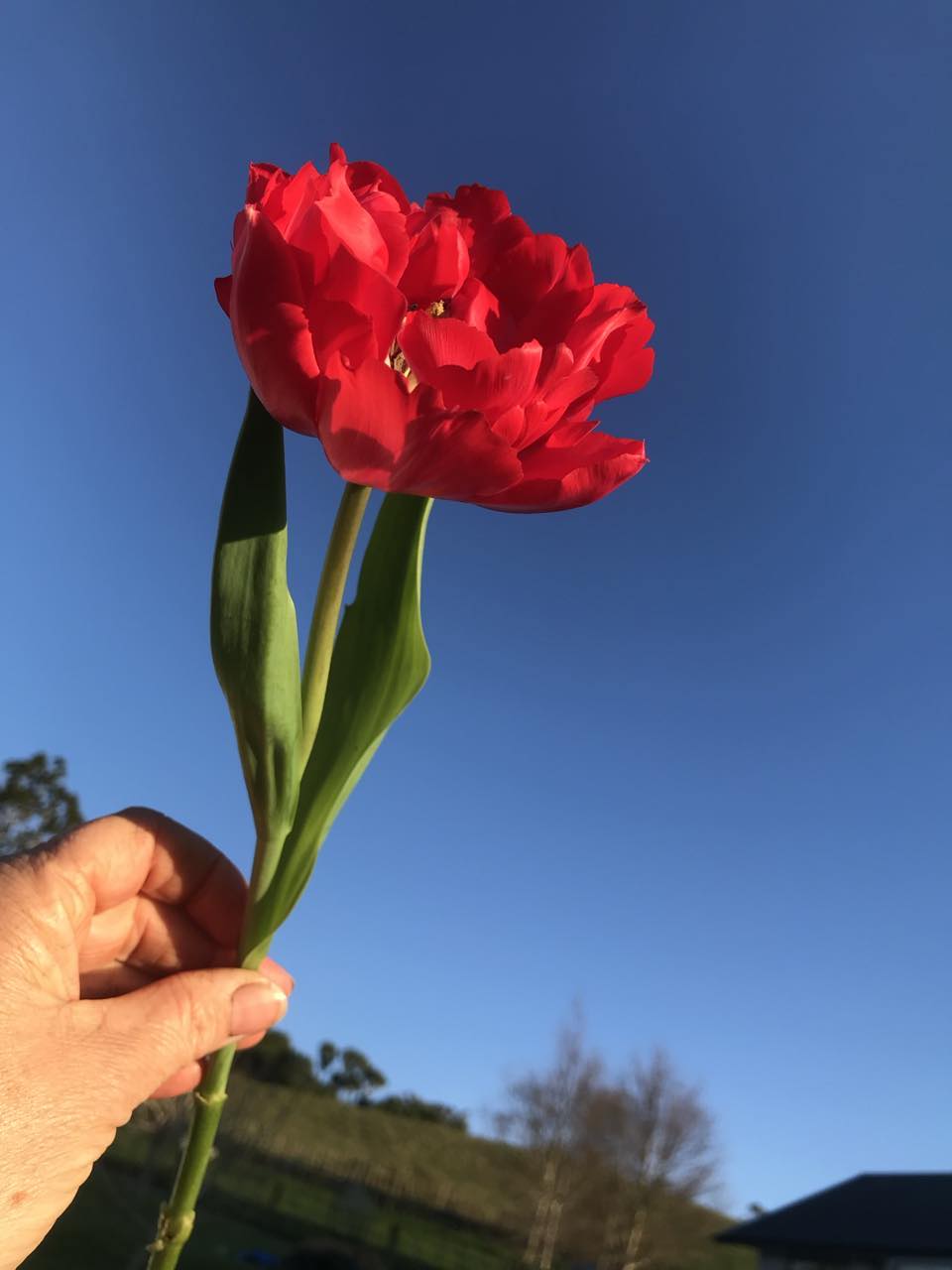 Tulip Magic Price - bag of 20 bulbs