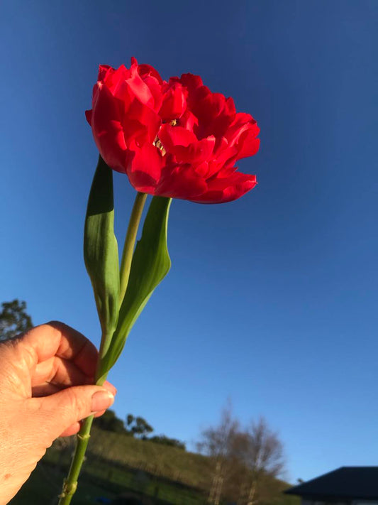 Tulip Magic Price - bag of 20 bulbs