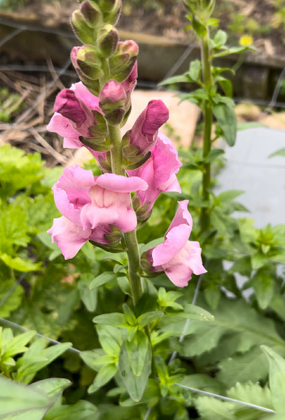 Pick 'n Mix  - Early Winter Planted Hardy Annuals (One last dispatch Tues 12th May - sorry, not available for south island or rural delivery)