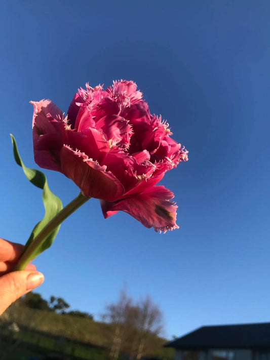 Tulip Mascotte - bag of 20 bulbs