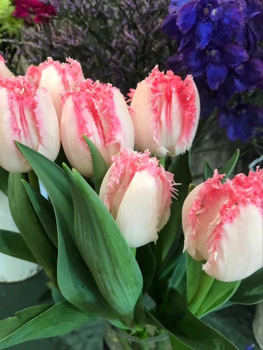 Tulip Negligee - bag of 20 bulbs