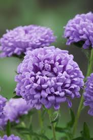 MY PATCH BOX:  Late Spring Planted Tender Annuals (limited delivery zone)