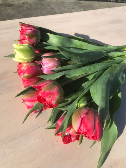Tulip Magic Price - bag of 20 bulbs